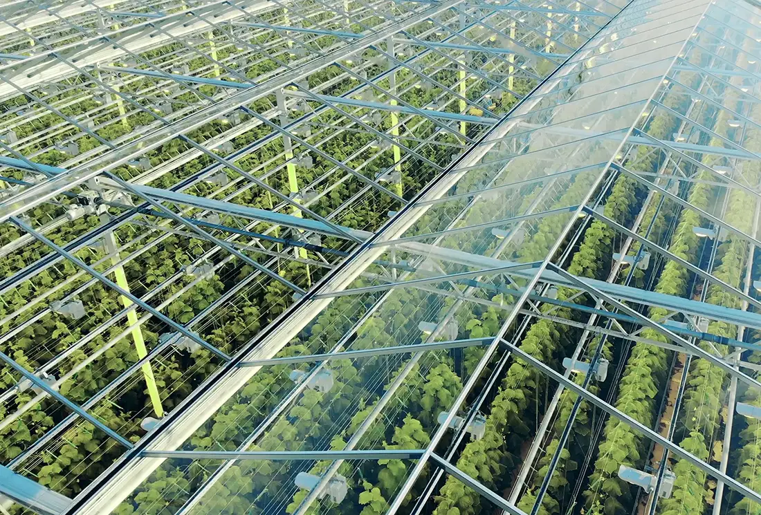 Gröna plantager sköt genom det genomskinliga taket. 