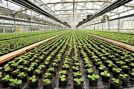 Interiör av ett kommersiellt växthus